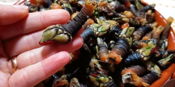 Como Cozer Percebes de forma muito fácil