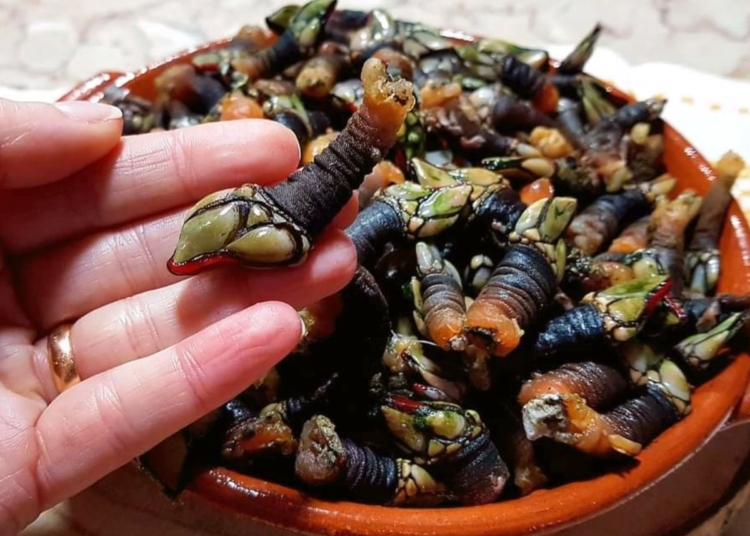 Como Cozer Percebes de forma muito fácil