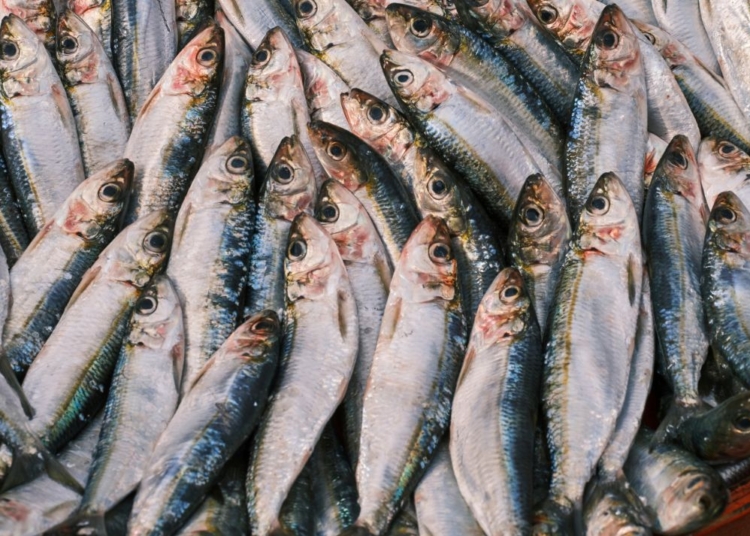 Pesca da sardinha reabre mas com limites