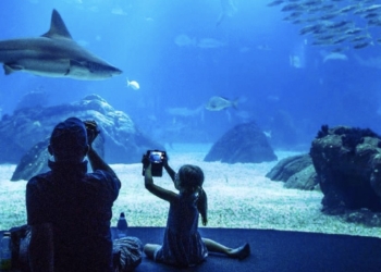 Oceanário Lisboa / Instagram, Oceanário Lisboa, Foto Pedro Pina