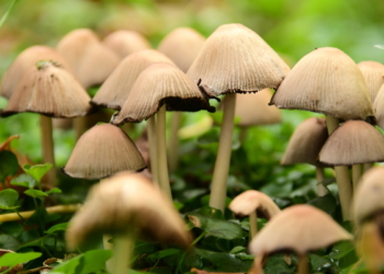 Delta Cafés produz mais de 50 toneladas de cogumelos a partir das borras de café