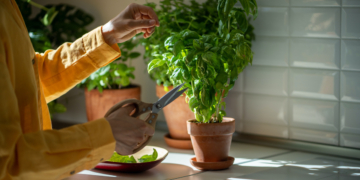Ervas aromáticas: Acrescente um toque de sabor às receitas