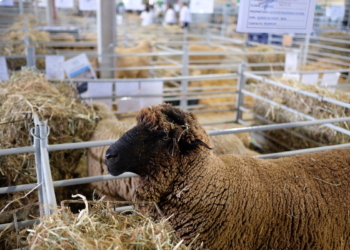 Ovibeja regressa para celebrar o melhor do Alentejo